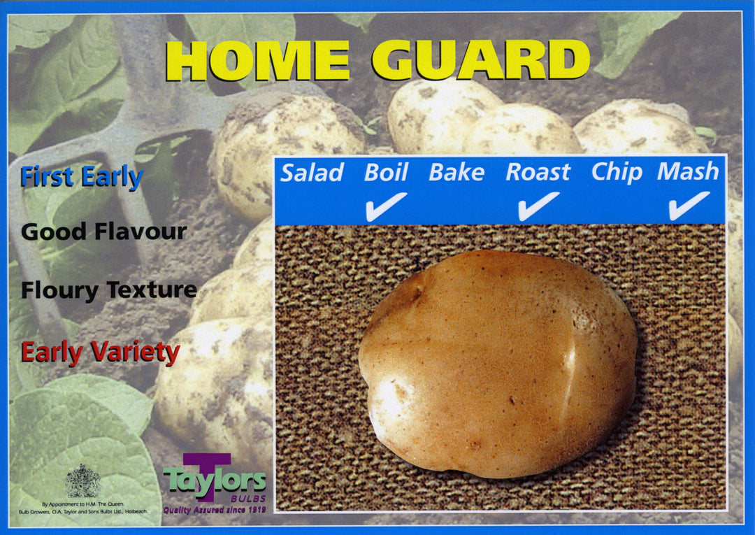 Seed Potato HOME GUARD