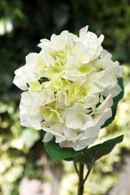 Hydrangea Green