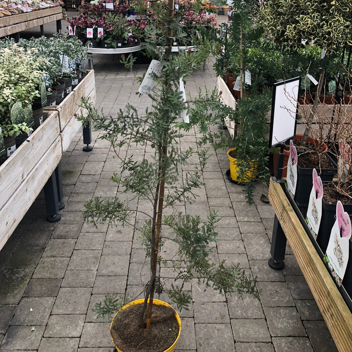 ACACIA baileyana  Purpurea   7.5L