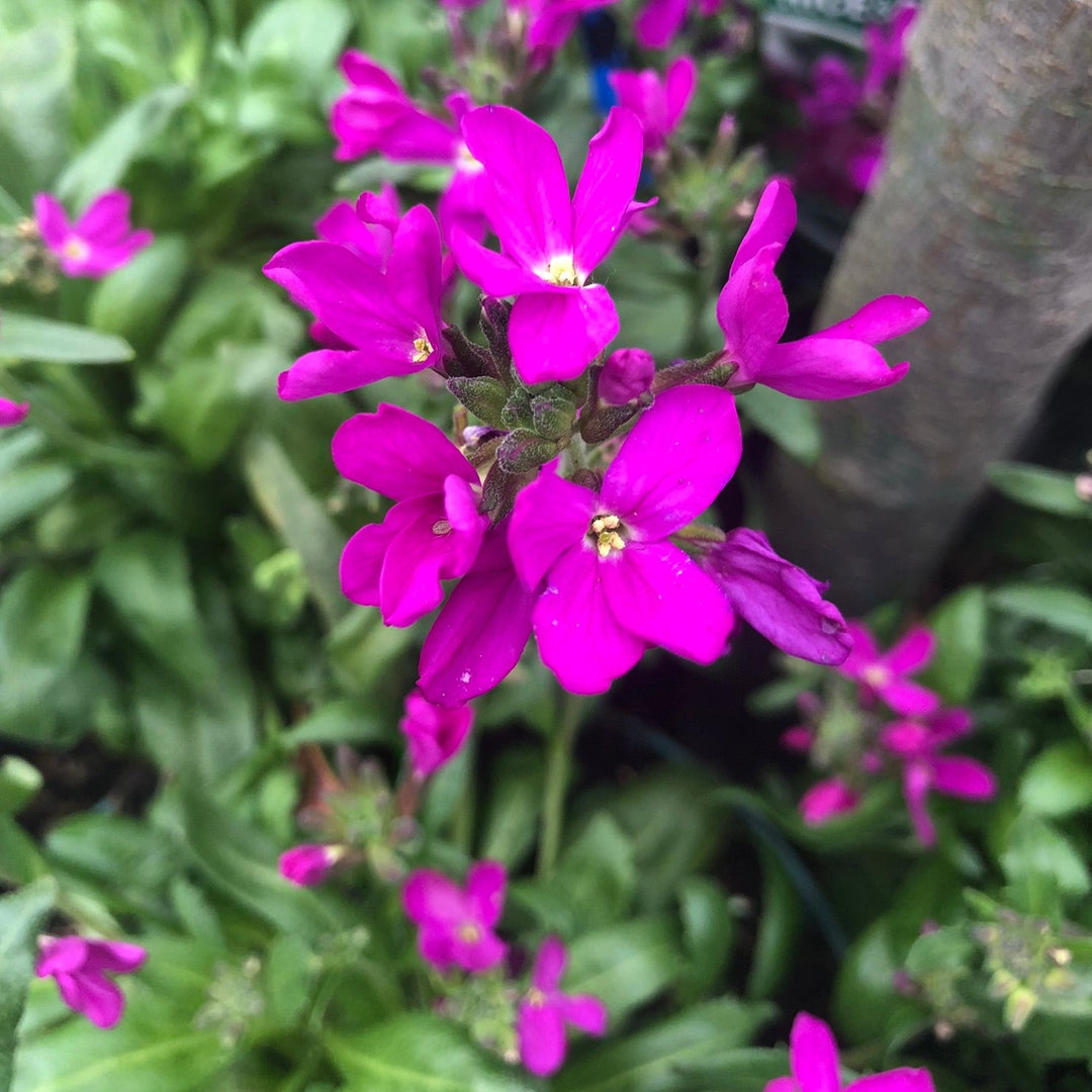 Arabis bleph. Spring Charm
