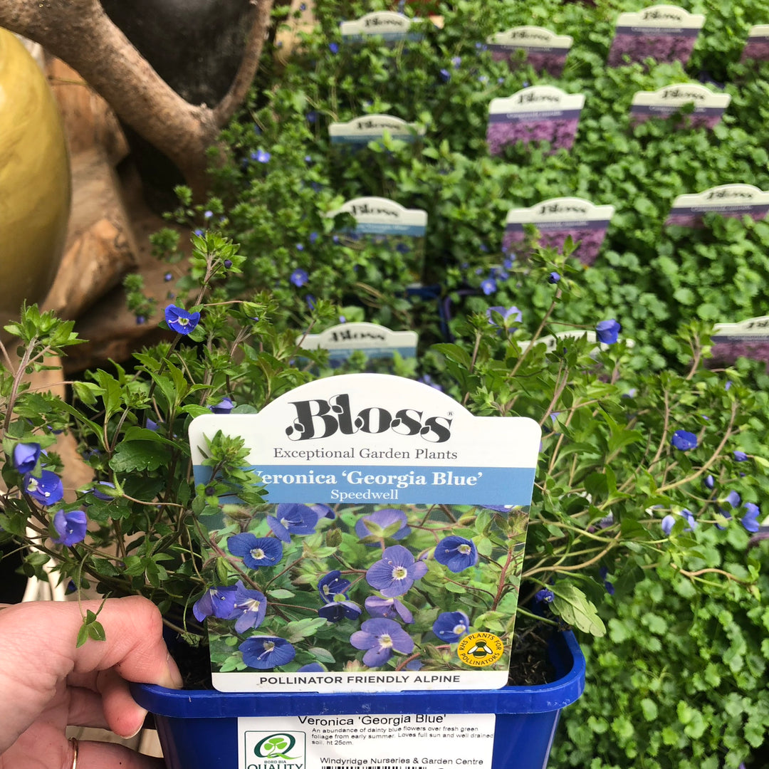 Veronica   Georgia Blue