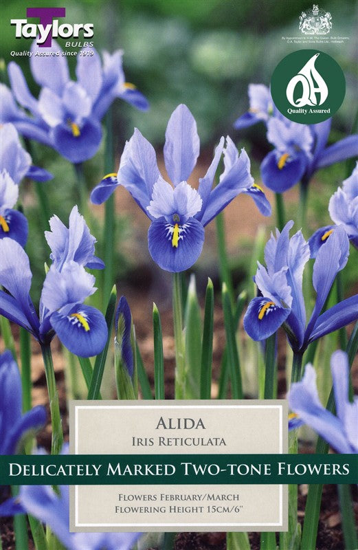 IRIS RETICULATA ALIDA 12