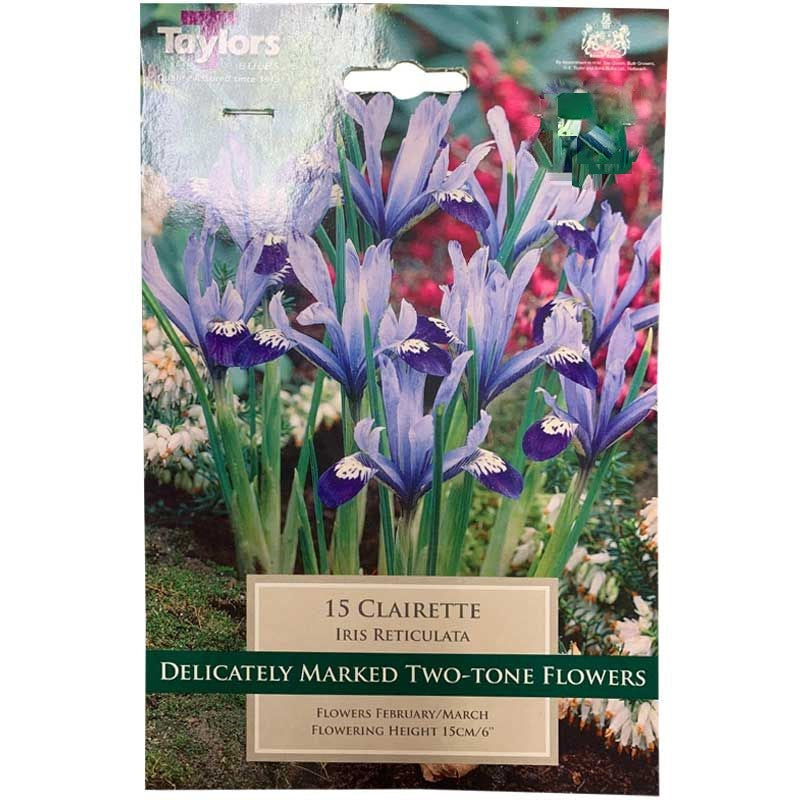 IRIS RETICULATA CLAIRETTE 12