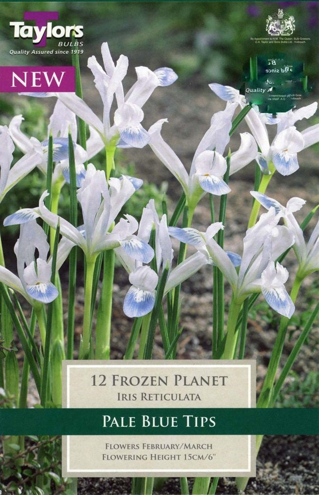 IRIS RETICULATA FROZEN PLANET 10