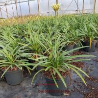 AGAPANTHUS Fireworks