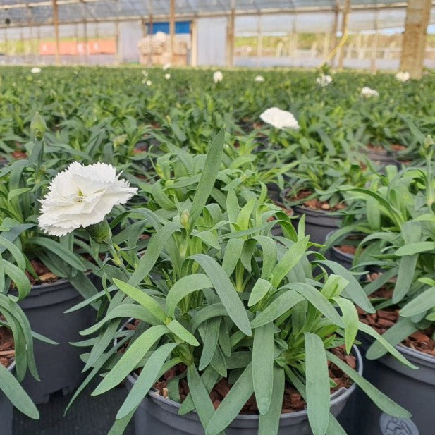 Dianthus white  P12
