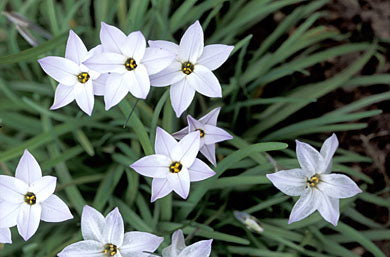 IPHEION UNIFLORUM CHARLOTTE BISHOP 10