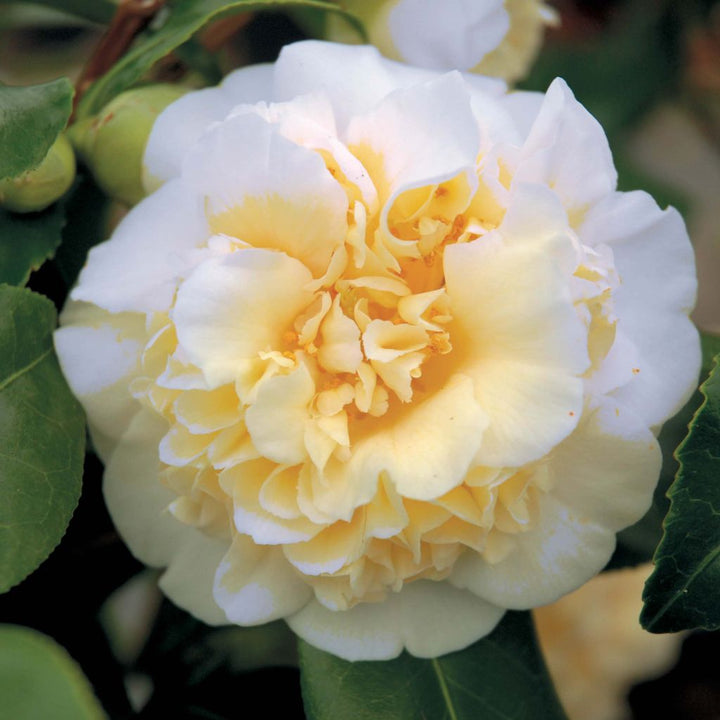 Camellia jap. Jurys Yellow