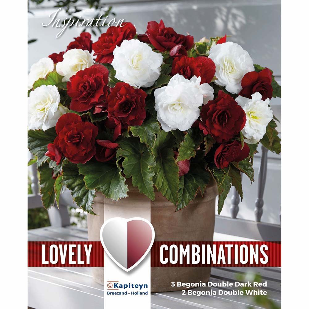 COMBI BEGONIA DARK RED & WHITE 5