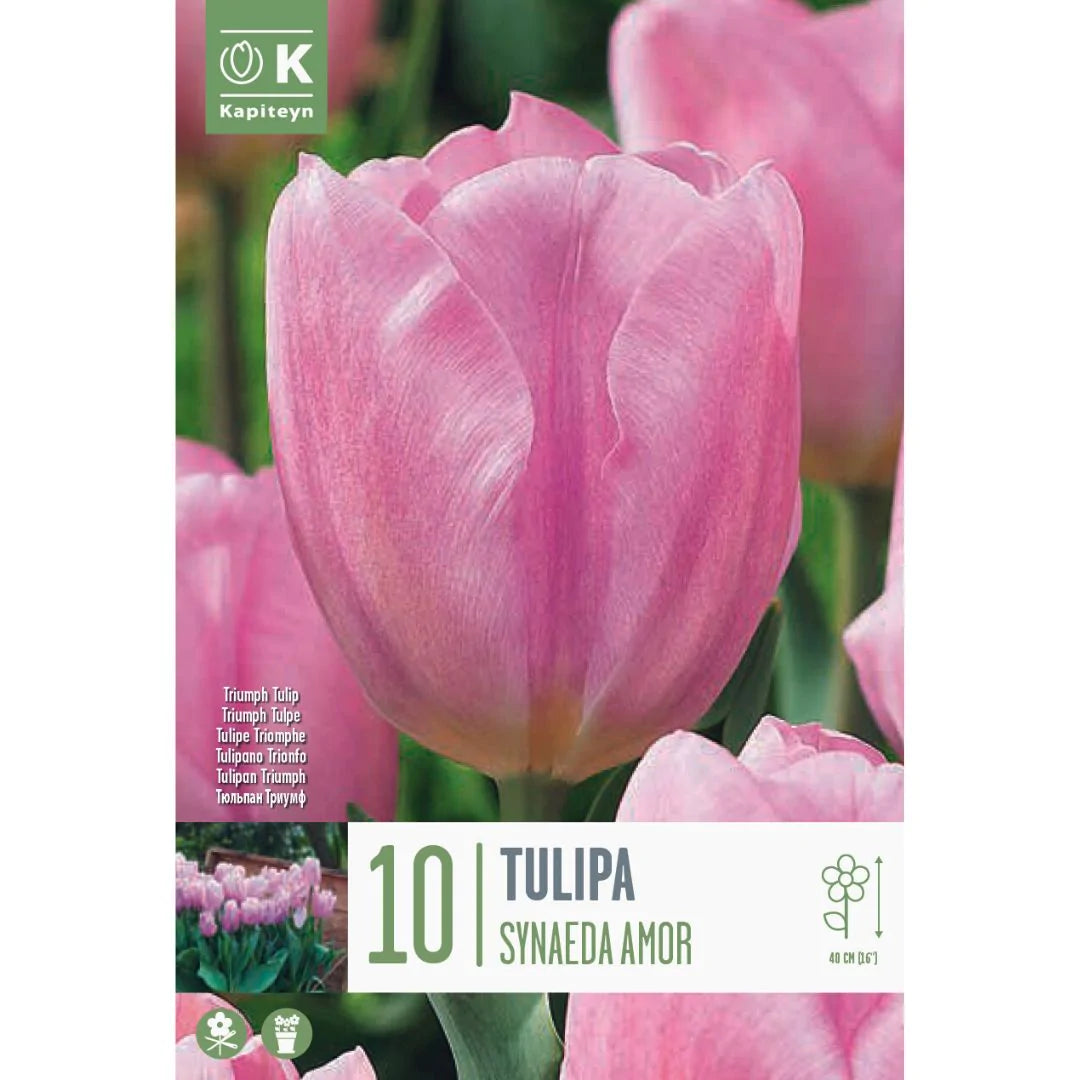 TULIPA SYNAEDA AMOR X 10