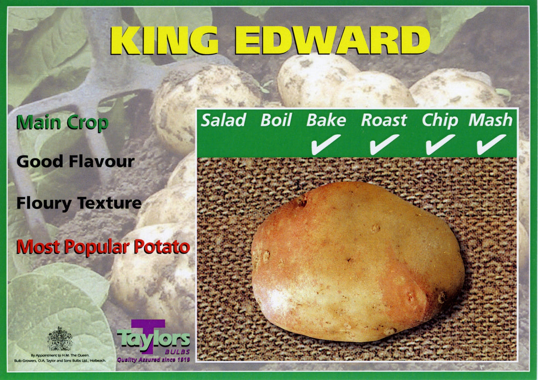KING EDWARD SEED POTATOES