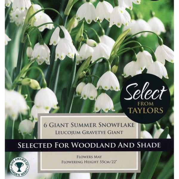 LEUCOJUM GRAVETYE GIANT 7