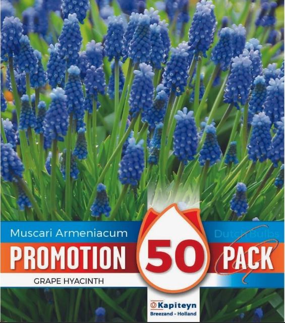 PROMO MUSCARI ARMENIACUM X 50