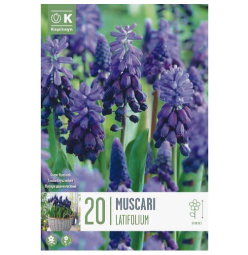 MUSCARI LATIFOLIUM X 20