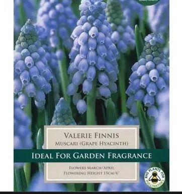 MUSCARI VALERIE FINNIS 18