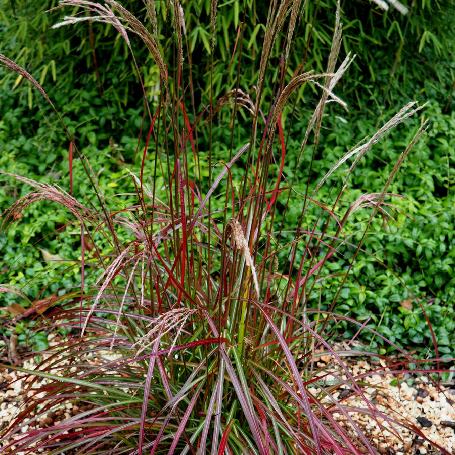 Miscanthus-Ruby-Cute-Plant-1