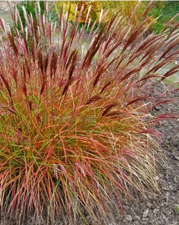 MISCANTHUS sin. Red Chief