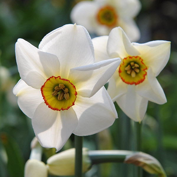 NARCISSUS PHEASANT'S EYE 12