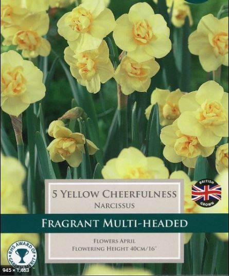 NARCISSUS YELLOW CHEERFULNESS 6
