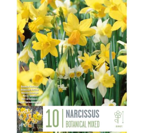 NARCISSUS BOTANICAL MIXED COLOURS X 10