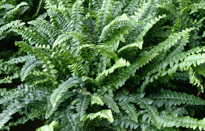 Nephrolepis exal. Boston P17