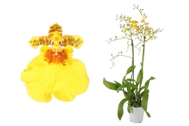 Oncidium Munsterland Stern 2 stem H60cm 12cm Pot ( Tiger Orchid )