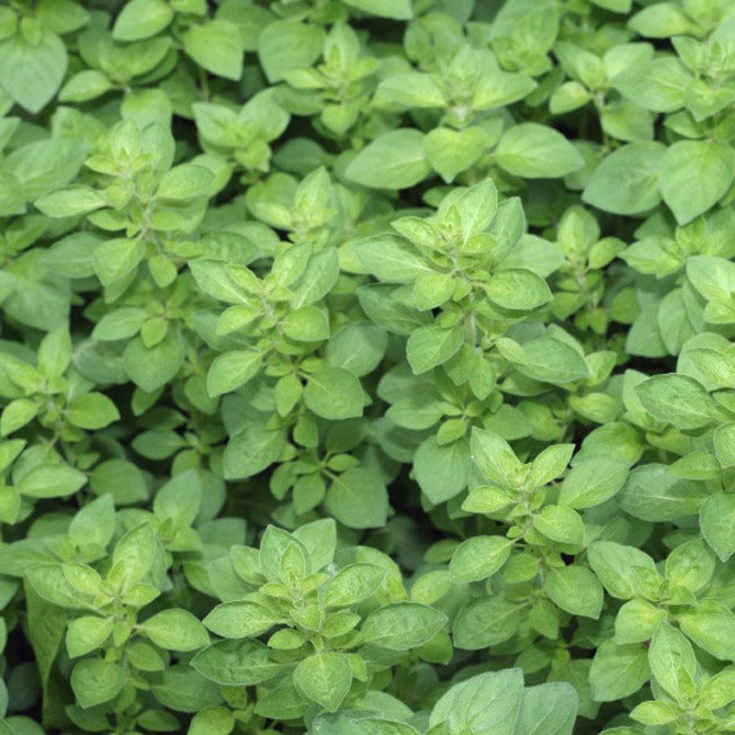 Oregano