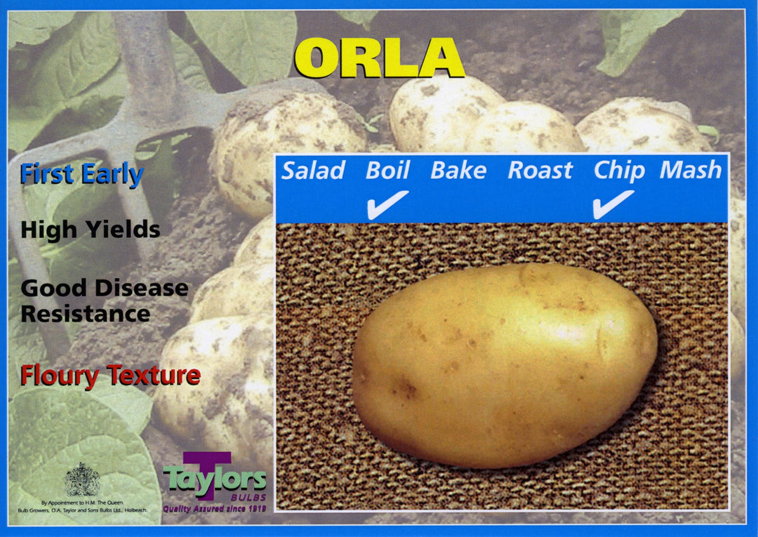 Seed Potato ORLA 2kg