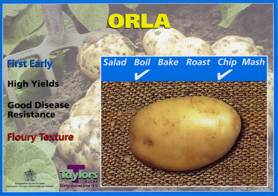 Seed Potato ORLA