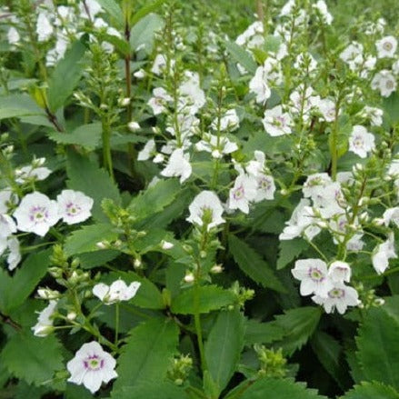 PARAHEBE Avalanche