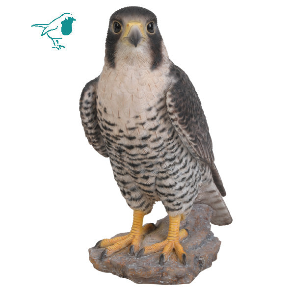 Peregrine Falcon B