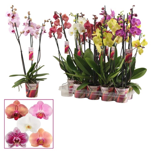 Phalaenopsis Scenza mix