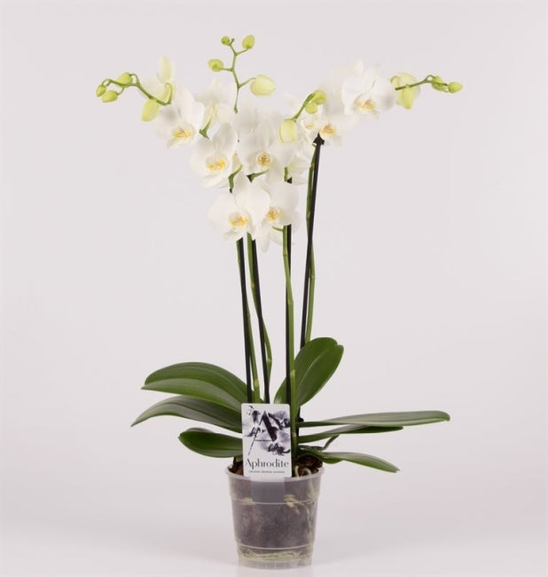 Phalaenopsis white  P12 - 4 stem