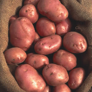 Seed Potato DESIREE