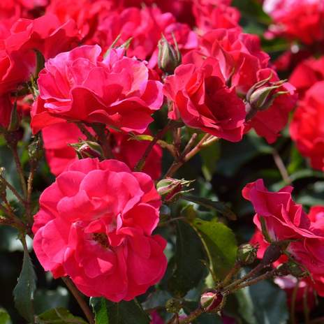 ROSA ETERNITY (R)