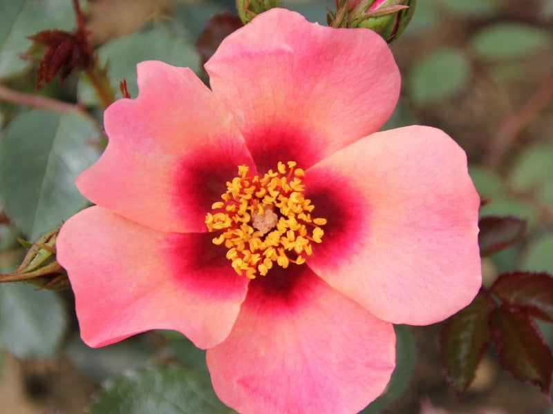 ROSA FOR YOUR EYES ONLY