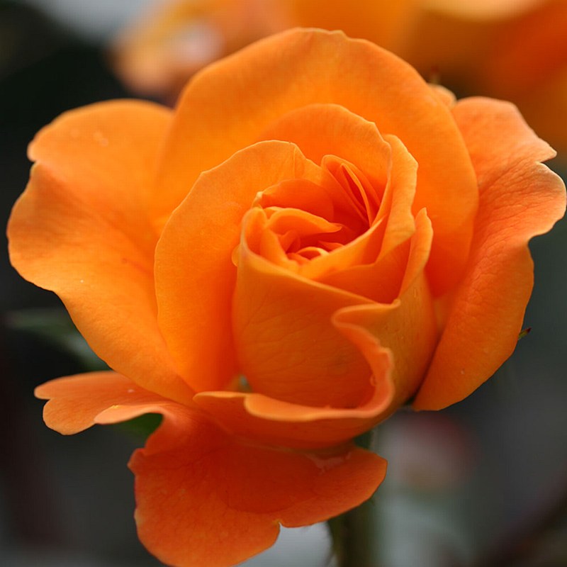 ROSA-PRECIOUS-AMBER-Floribunda-Flower-2