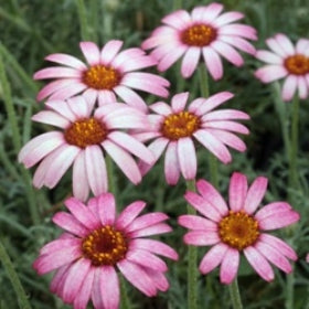Rhodanthemum Marrakech