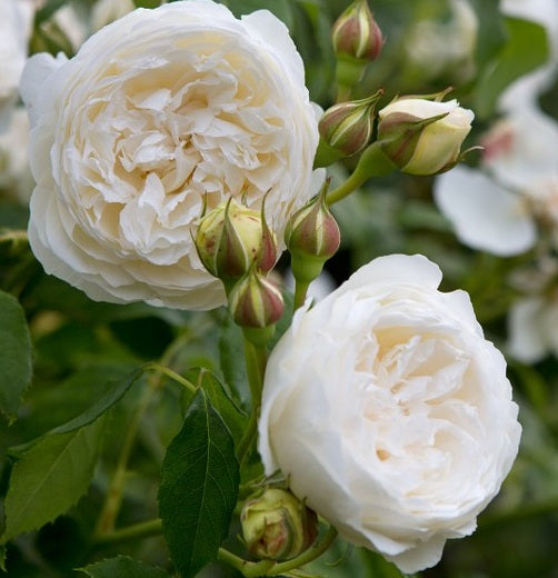 Rosa-Claire-Austin-Climbing-Flower