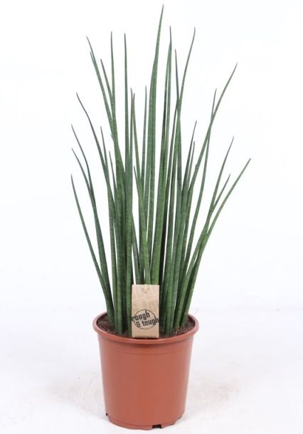 Sansevieria bacularis Mikado  P12