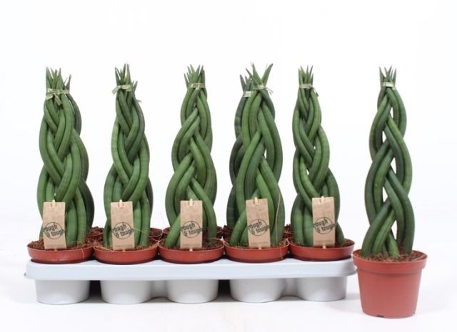 Cylindrical Snake Plant Sansevieria Cylindrica Twister (12cm Pot)