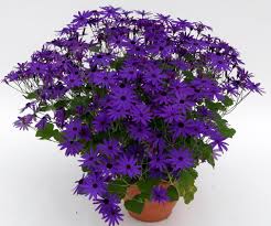 Senetti 23cm