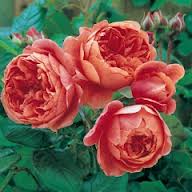 David Austin Summer Song