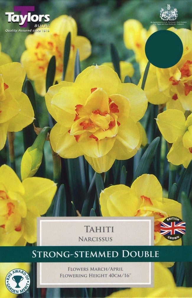 NARCISSUS TAHITI 5