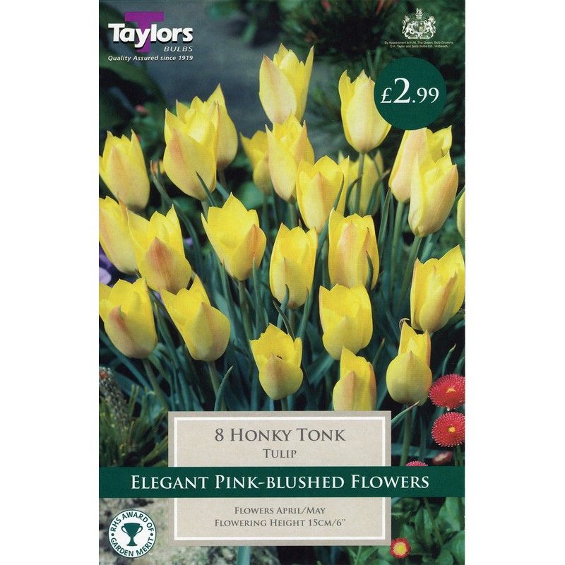 TULIP HONKY TONK 10