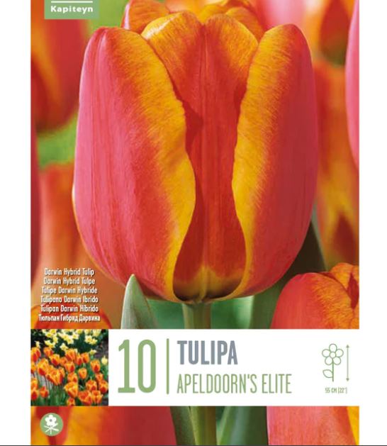 TULIPA APELDOORN'S ELITE X 10