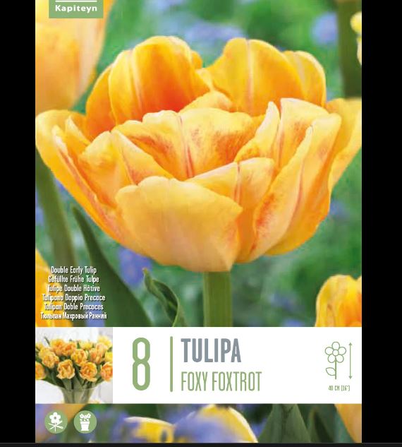 TULIPA FOXY FOXTROT X 8