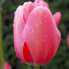 TULIPA PINK IMPRESSION X 10