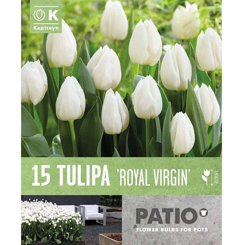 TULIPA ROYAL VIRGIN x 10