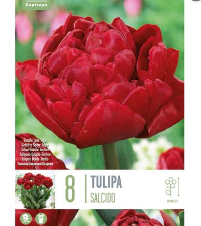 TULIPA SALCIDO X 8